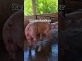 Reproductor linea carnica saben que raza es ?   #porco #cerdos #pigfeed #granja