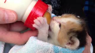 Bottle Feeding Kitten