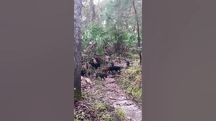 Wild Boar 🐗 on the Florida Trail #shorts #florida #wildboar