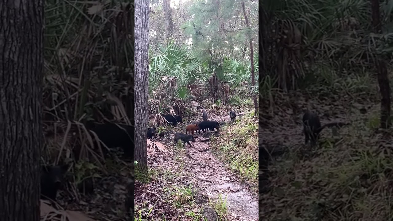 Wild Boar 🐗 on the Florida Trail 