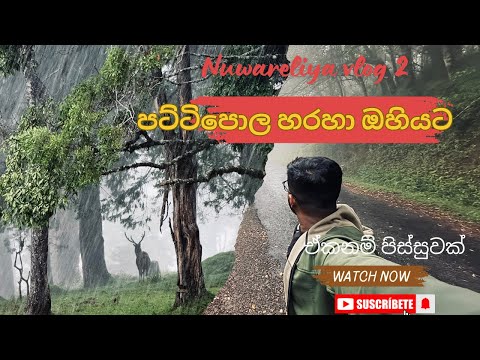 කොටියා හොයාගෙන පට්ටිපොළ සිට ඔහියට / pattipola hortonplains ohiya bike ride