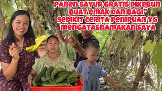 A LITTLE STORY THAT MADE Mbak YANTI ANGRY ABOUT THE SCAM USING MY NAME‼️FREE VEGETABLE HARVEST