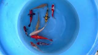 Tosais HQ (2) - SELECTED MARUHIRO\/\/JAPAN KOI