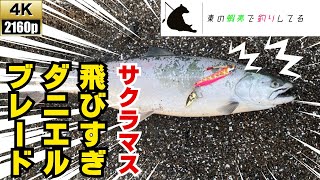 [オホーツク海サクラマス]今のところ順調な男のサクラマス釣り