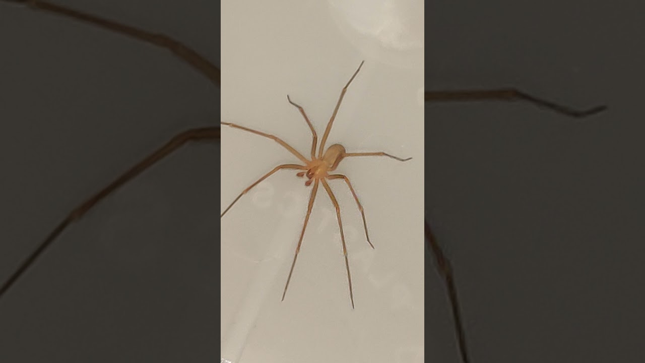 REAL brown recluse and how to identify them
