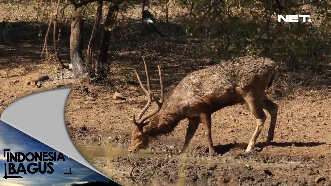 Indonesia Bagus - Banyuwangi