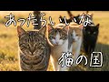 【AI MV】あったらいいな 猫の国／猫の理想郷の歌
