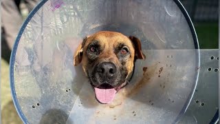 KPRC 2 Pet Project: Meet Schmidt, a determined pup with a big personality