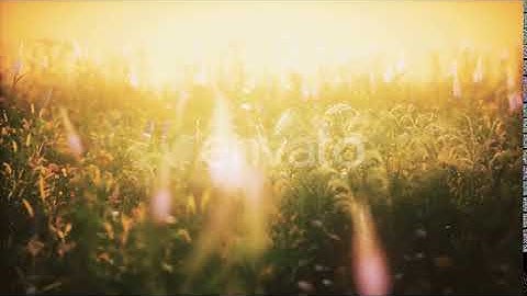 Wild Field Flowers at Summer Sunset | Motion Graphics - Envato elements