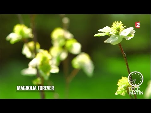 Vidéo: Magnolias pour la zone 6 : Cultiver des magnolias dans les jardins de la zone 6