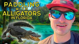 Paddle boarding with alligators at Silver Springs State Park in central Florida 🤙🏼