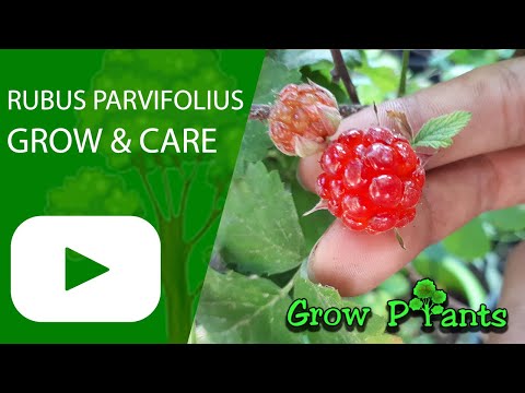 Rubus parvifolius – grow & care (Tasty fruits)