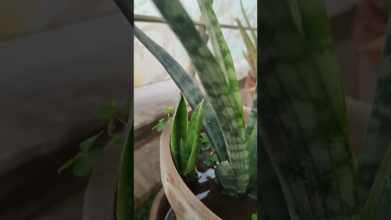 baby snake plant growing in pot, snake plant propagation, KK home gardening 