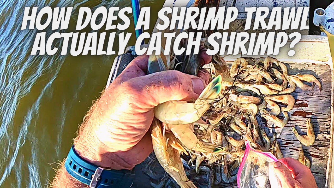 SMALL BOAT SHRIMP TRAWLING** How it actually works! 