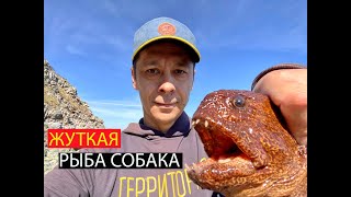 Рыбалка на Дальневосточную зубатку в Магадане | Catfish