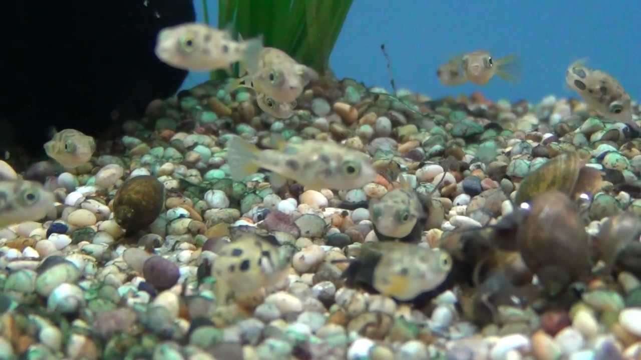 Indian / Malabar Dwarf Puffer Fish (Carinotetraodon
