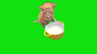 Kitten Drinking Milk With Face Meme Chroma Key Greenscreen Template