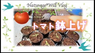 自然栽培【河川敷草堆肥を使った育苗土】トマト