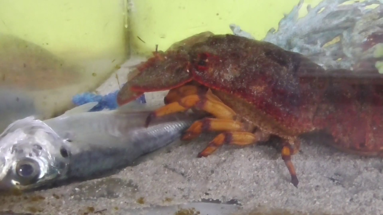 セミエビがアジを食べている映像 小食で滅多に食べないのですが 魚を捕食している珍しいシーン 地元和歌山で捕れるユニークで 一般的には余りで回らない海老のご紹介 Youtube