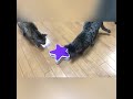 ファンタジー ペンタグラム 猫 おもちゃ★ミ【ロングVer.】