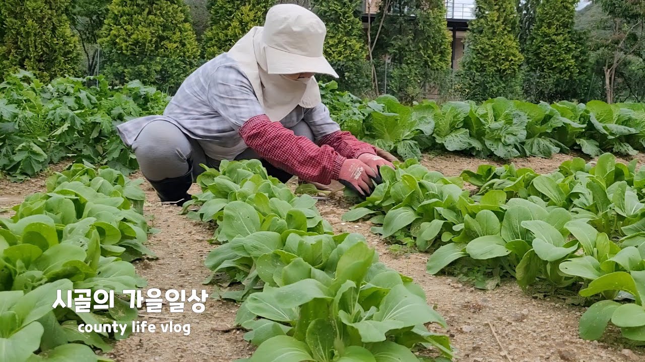 RUS | Я посеял семена в поле, и осенние овощи выросли как сумасшедшие🥑 В итоге я приготовил осенн...