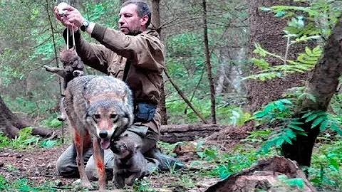 Do wolves stay with their parents? (2023)