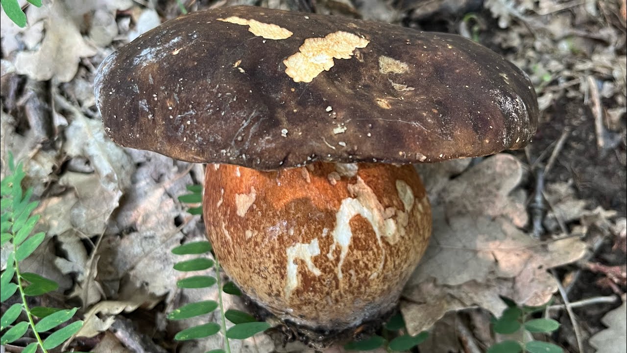 Funghi Porcini Boletus Aereus Mushrooms Hunting YouTube