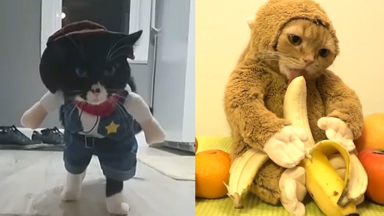 かわいい猫コスプレ まとめ 面白い猫コスチューム Youtube