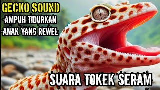 SUARA TOKEK, GECKO SOUND, เสียงตุ๊กแกน่ากลัว, Tokek Suara Tokek