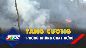 Quảng Ngãi: Tăng cường phòng chống cháy rừng  | PTQ