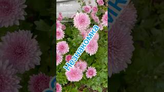 Самые ранние хризантемы на моем участке 🌺👍🥰 #дачныесоветыоттетинади #хризантема #дача 🌺🌺🌺