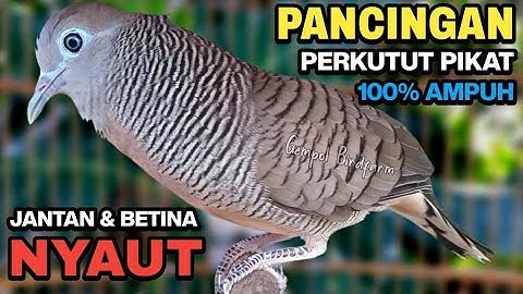 Perkutut Lokal Gacor RAJA PIKAT Ahlinya Bikin Semua Burung Perkutut Gacor Nyaut