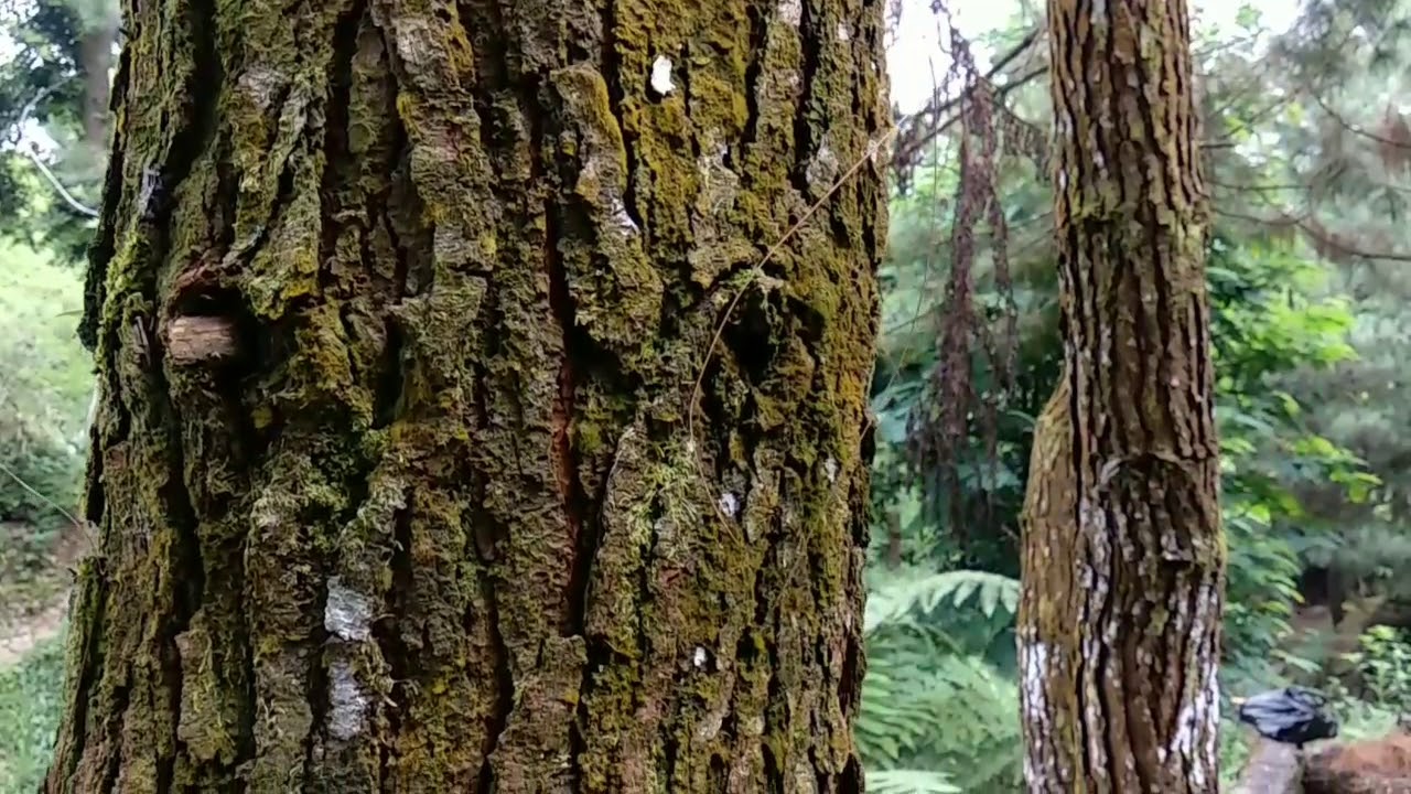 Review Paseban Camp Site - YouTube