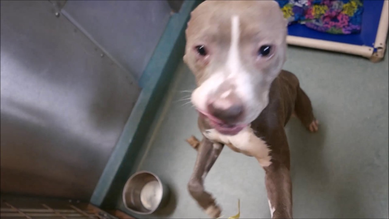 Chyna - A1100166 - Brooklyn ACC camera iphone 8 plus apk
