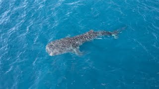 A Day on a Whale Shark Tour