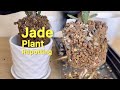 Lets repot jade plant jadeplant thegreenearth