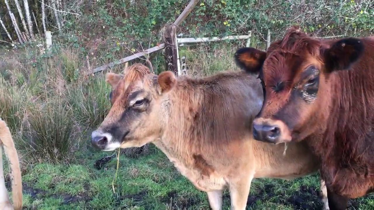 Mini Jersey Cows YouTube