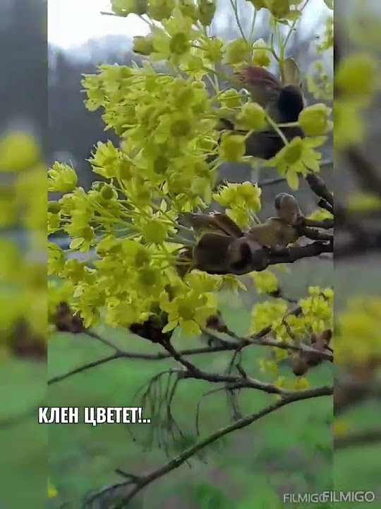 561. КЛЕН ЦВЕТЕТ! РАСКУДРЯВЫЙ! - YouTube