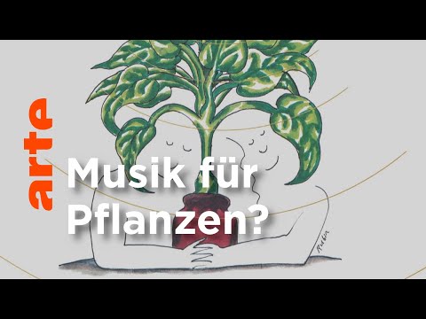 Video: Musik und Pflanzenwachstum: Lernen Sie die Auswirkungen von Musik auf das Pflanzenwachstum kennen