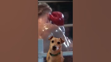 Thumbnail of Eye of the tiger! #classicrock #rocky #puppy