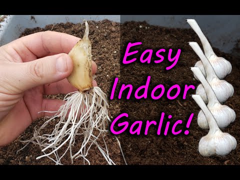 How To Grow Garlic Indoors Anytime Anywhere