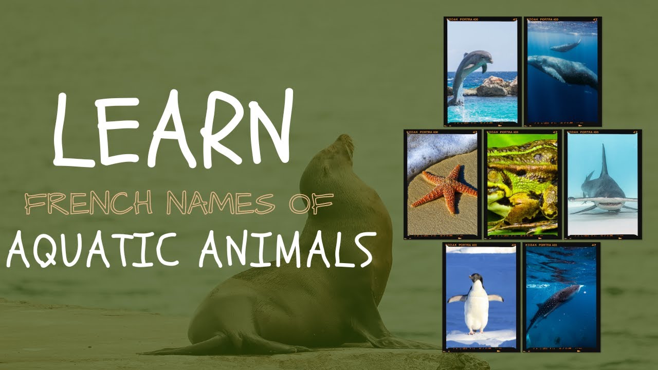 Learn Aquatic Animals in French Aquatic Animals Aquatic Animals In