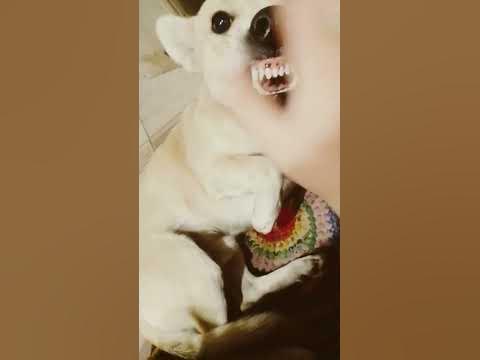 чобаки - YouTube