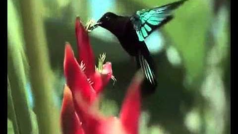 سورة التين بصوت ماهر المعقلى تلاوة خاشعة عالية الجودة