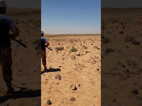 صيد ارنب بري