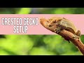 Crested Gecko Setup for Beginners