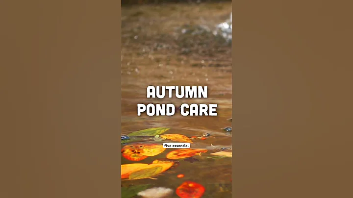 5 Jobs for Your Pond in Autumn 🍂