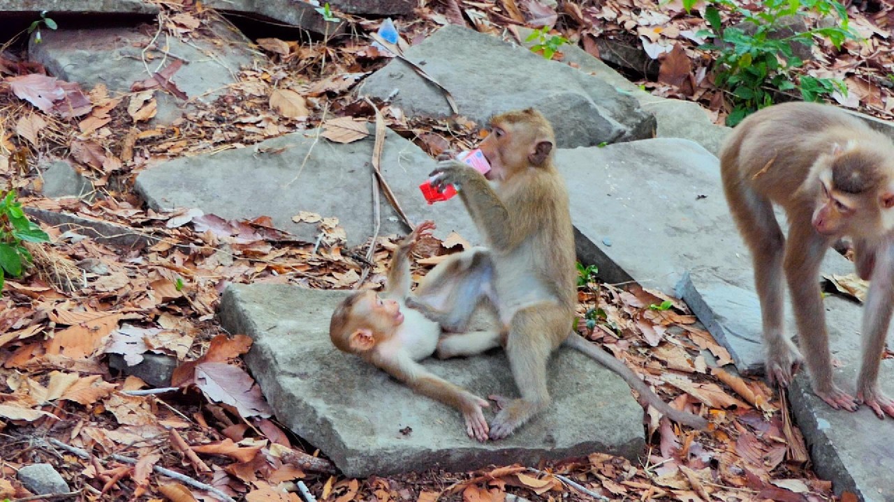 Baby monkeyJovi unhappy with baby  Rainbow when take her milk
