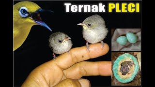 cara beternak PLECI untuk pemula