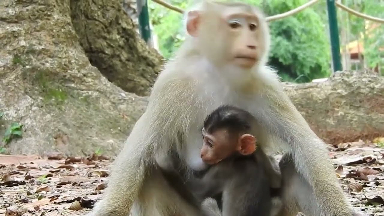 Mom Monkey Rose Control Baby Monkey Rex All The Time Event Rex Want To Playing With Friend